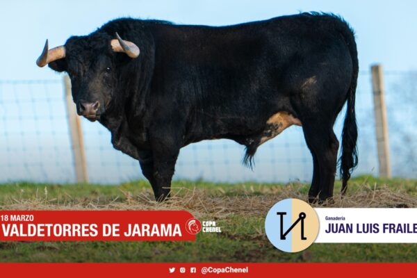 <strong>Juan Luis Fraile y Cerro Longo, «toros con materia prima para el triunfo»</strong>