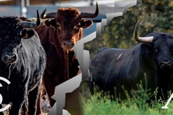 «Los toros del siglo XVII» y la emoción de López Gibaja, por Patricia Prudencio