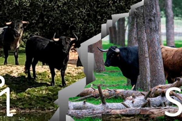 Monte la Ermita y Pablo Mayoral abren la Copa Chenel 2023, por Patricia Prudencio