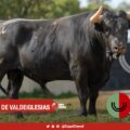Los toros de Castillejo de Huebra y Salvador Gavira-García para San Martín de Valdeiglesias