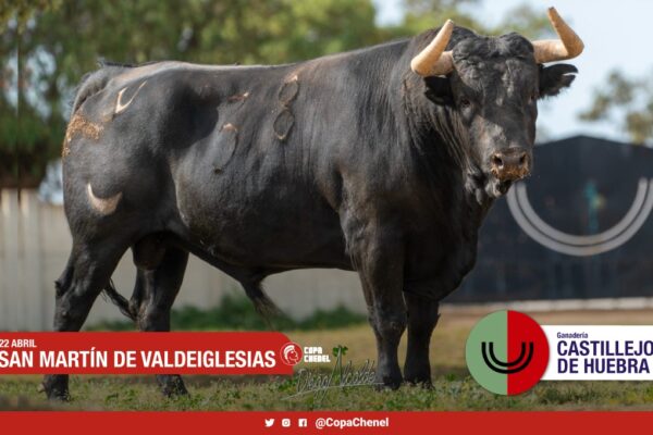 Los toros de Castillejo de Huebra y Salvador Gavira-García para San Martín de Valdeiglesias