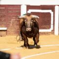 “Las ganaderías de este sábado están en la mente de cualquier buen aficionado” por Luis Miguel Parrado