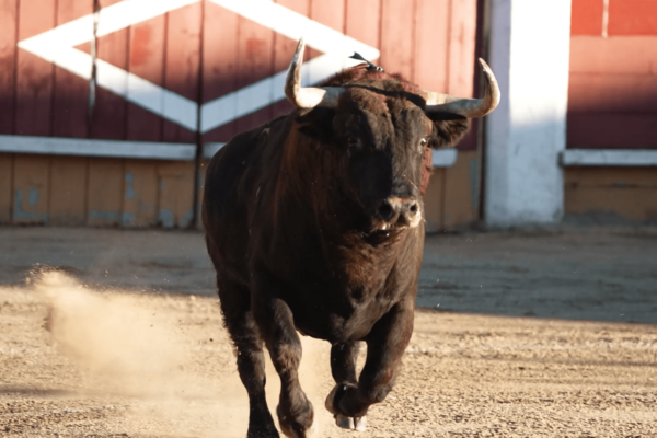 Confirmados los duelos ganaderos de la Copa Chenel 2024