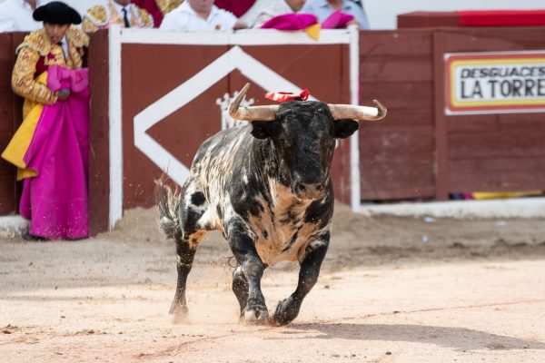 Desguaces la Torre, patrocinador principal por tercer año consecutivo de la Copa Chenel
