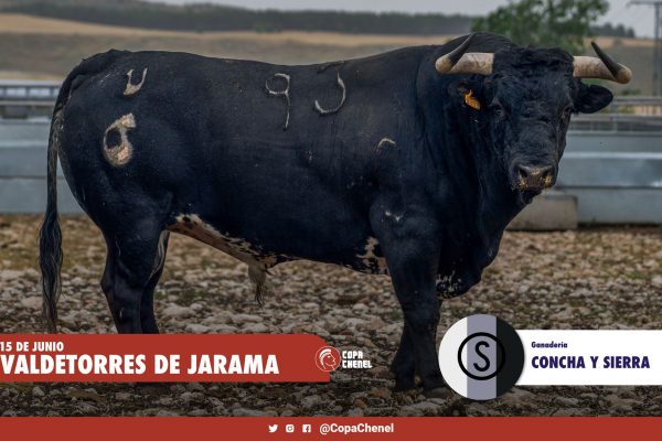 «Aceitunero», de Concha y Sierra, abre la primera semifinal de la Copa Chenel 2024