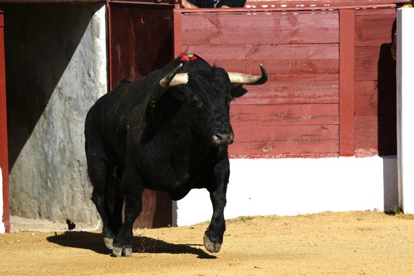El toro, base de la copa Chenel