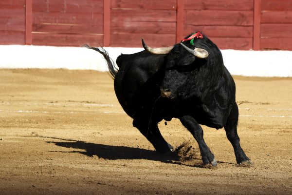 Estas son las ganaderías que lideran el ranking de la Copa Chenel