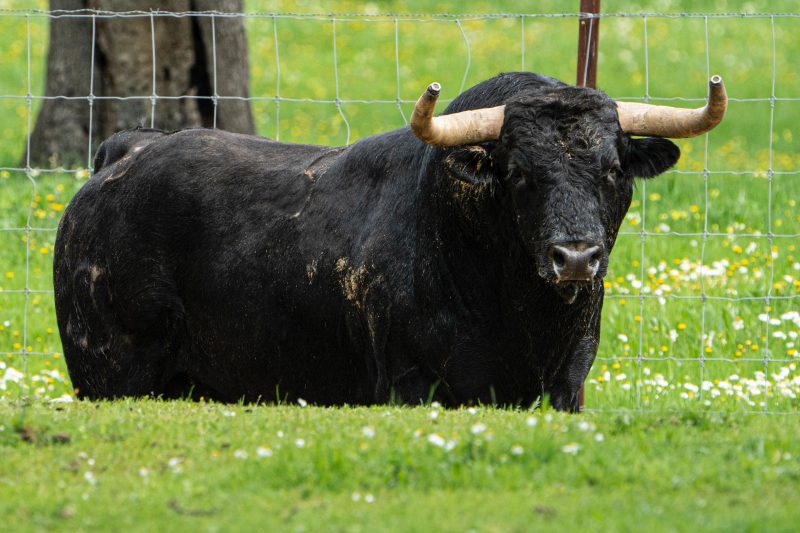 Buenavista sustituye a El Retamar en el festejo del día 19 en Valdilecha
