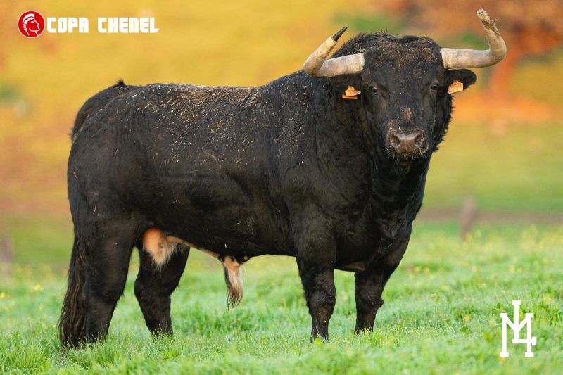 Martín Lorca y María Cascón las ganaderías de Colmenar de OREJA