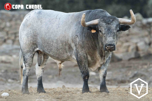 El duelo ganadero de San Martín de Valdeiglesias