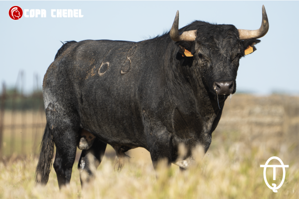 Daganzo espera a los toros de La Machamona y Los Eulogios en una cita histórica