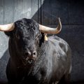 “Ladrillero”, de El Capea, abrirá la gran final de la Copa Chenel 2026 hoy en Las Ventas