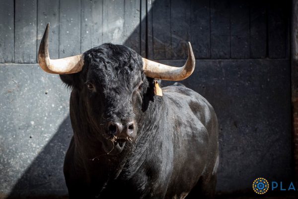 “Ladrillero”, de El Capea, abrirá la gran final de la Copa Chenel 2026 hoy en Las Ventas