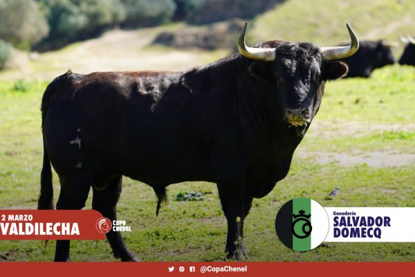 Los toros de Javier Gallego y Salvador Domecq para este sábado en Valdilecha
