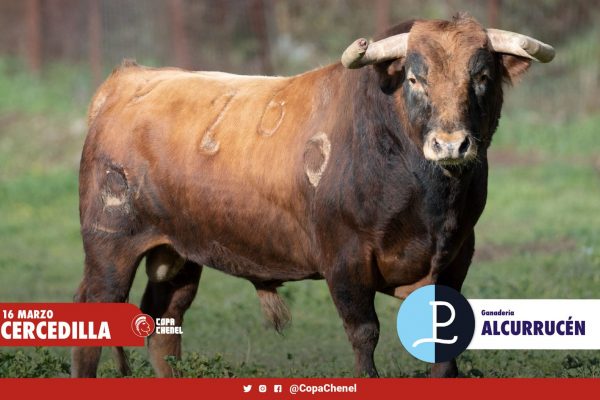 Los toros de Alcurrucén y El Vellosino para Cercedilla