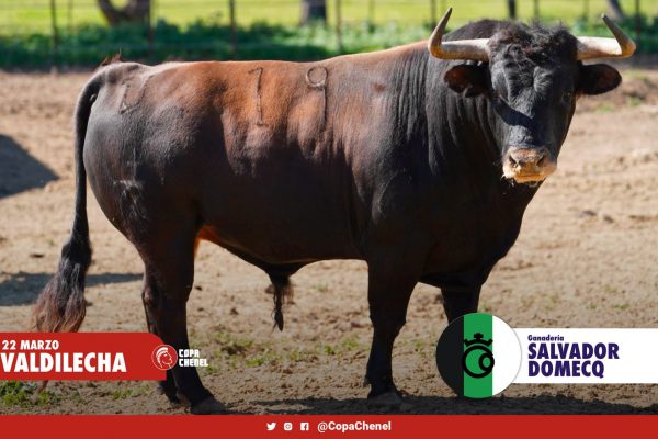 Los toros de Javier Gallego y Salvador Domecq para este viernes en Valdilecha