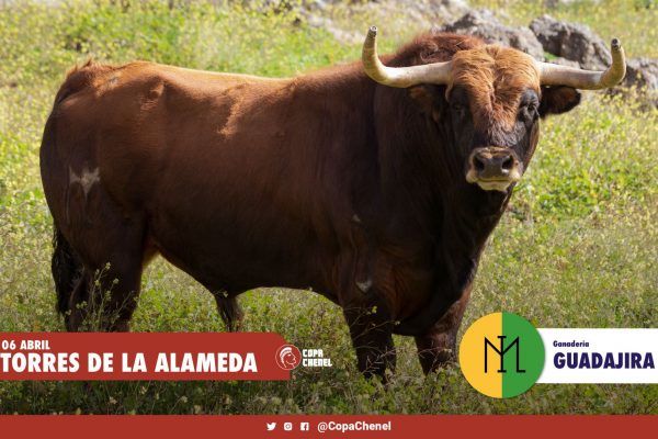 Los toros de Guadajira y Lora Sangrán para Torres de la Alameda
