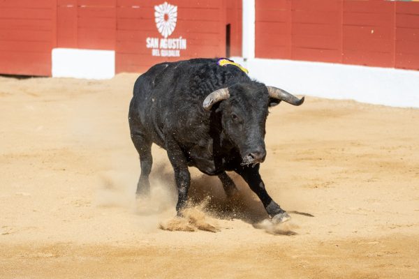 Las ganaderías de la Copa Chenel 2025