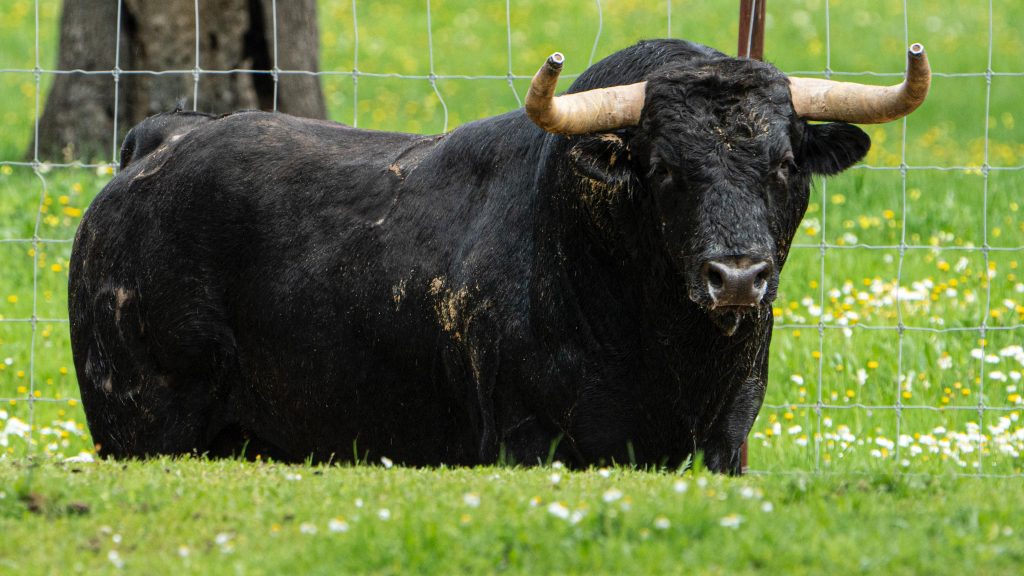 Buenavista sustituye a El Retamar en el festejo del día 19 en Valdilecha