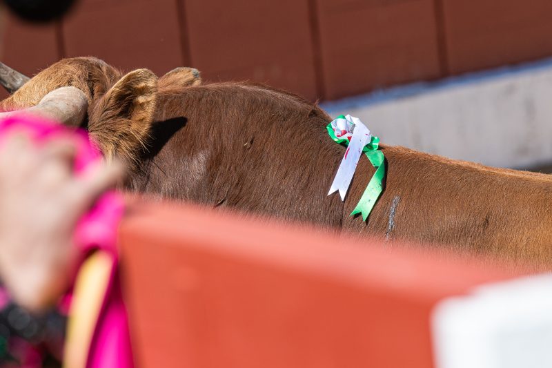 El Retamar sustituye a Las Monjas en el festejo del día 19 en Valdilecha