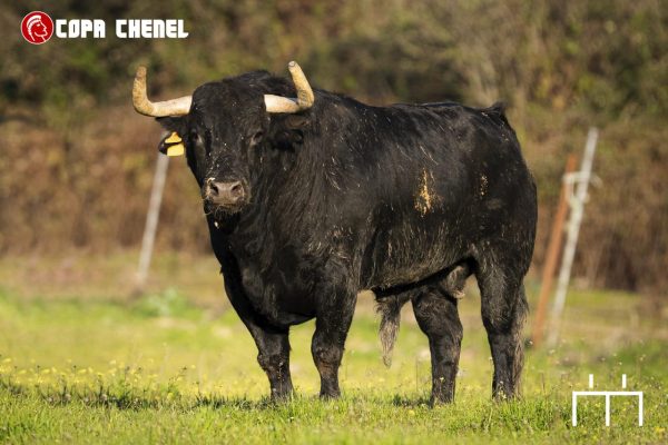 Condessa de Sobral y Guerrero y Carpintero, protagonistas en Algete en la Copa Chenel 2026