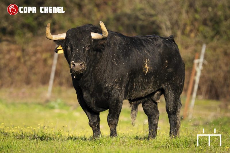 Condessa de Sobral y Guerrero y Carpintero, protagonistas en Algete en la Copa Chenel 2026