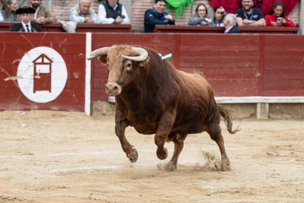 Descubre el campo bravo a través de la Copa Chenel