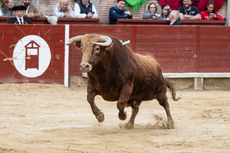 Descubre el campo bravo a través de la Copa Chenel