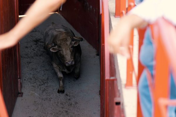 Triunfador, de Aurelio Hernando, abre la tarde en la Copa Chenel de Moralzarzal