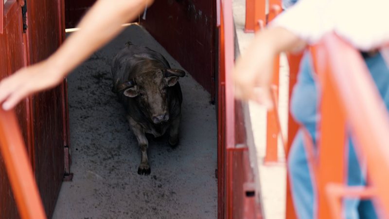 Triunfador, de Aurelio Hernando, abre la tarde en la Copa Chenel de Moralzarzal