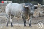 El duelo ganadero de San Martín de Valdeiglesias