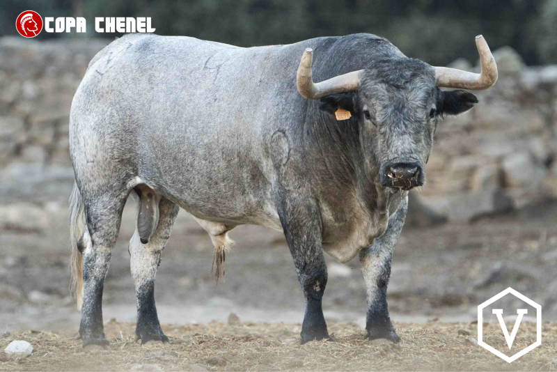 El duelo ganadero de San Martín de Valdeiglesias