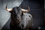 “Ladrillero”, de El Capea, abrirá la gran final de la Copa Chenel 2026 hoy en Las Ventas