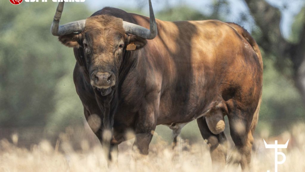 Los toros de Peñajara y José Cruz, listos para abrir las semifinales de la Copa Chenel en Chinchón