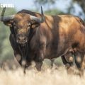 Los toros de Peñajara y José Cruz, listos para abrir las semifinales de la Copa Chenel en Chinchón