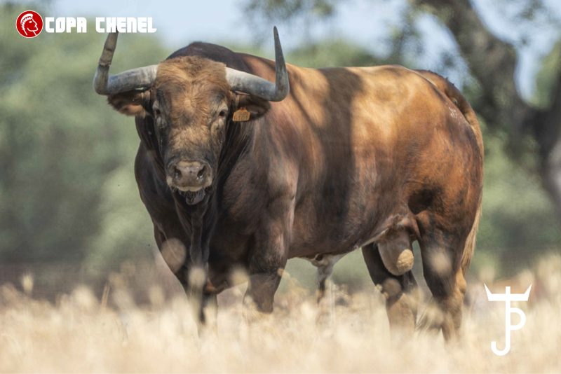 Los toros de Peñajara y José Cruz, listos para abrir las semifinales de la Copa Chenel en Chinchón