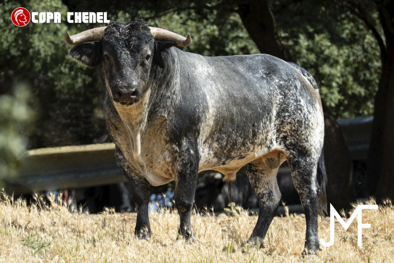 Los toros de Los Maños y La Palmosilla listos para el fin de semana de semifinales